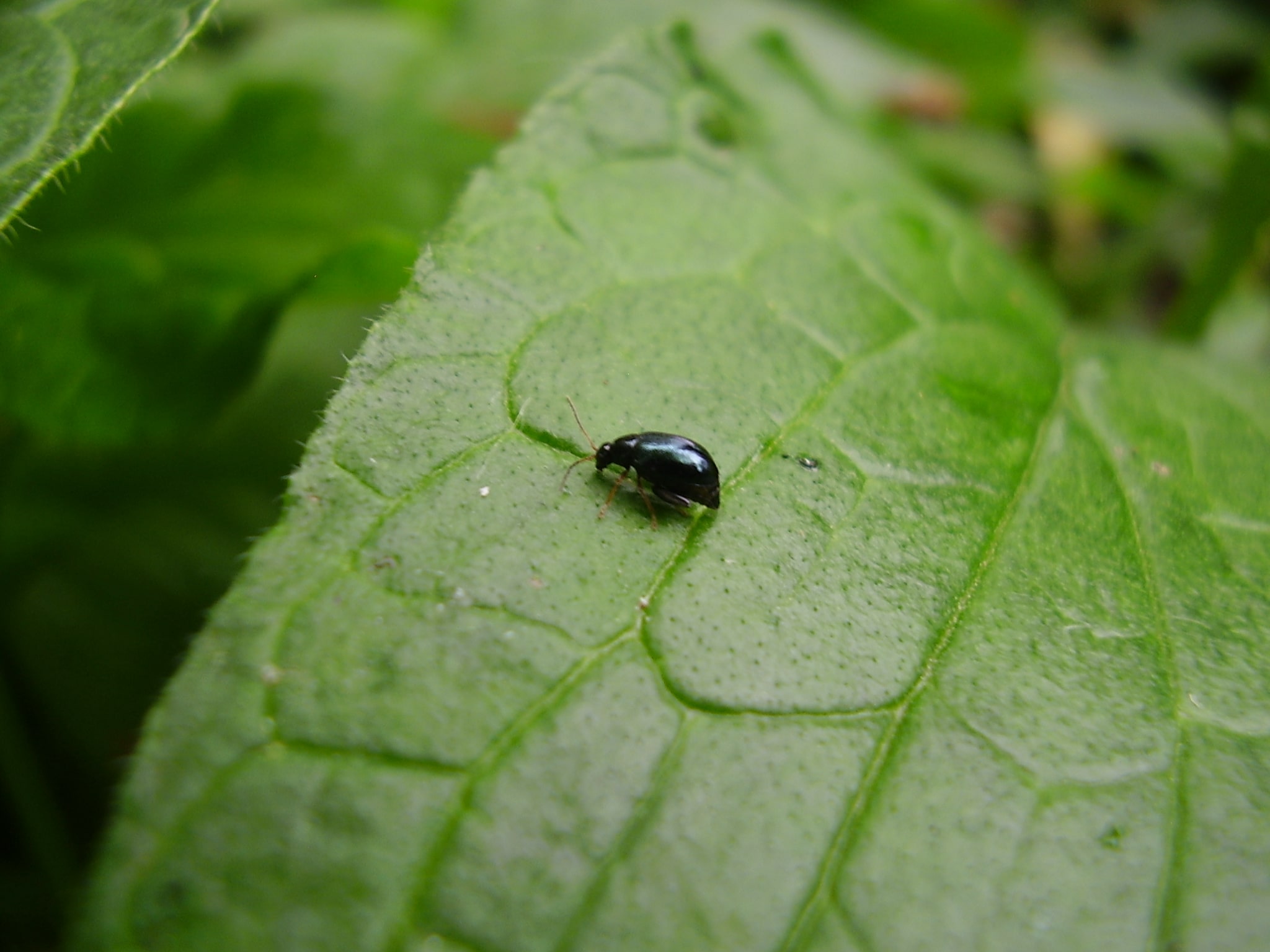 Chrysomelidae Galerucinae trib Alticini? S.